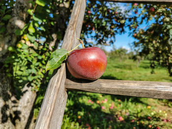 Close-up of apple on tree