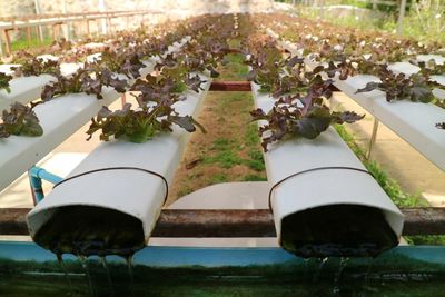 High angle view of plants by swimming pool