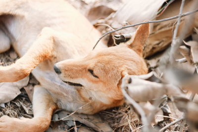 View of a dog sleeping on land