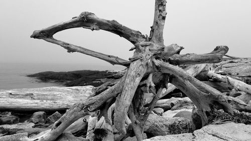 Driftwood on tree trunk against clear sky