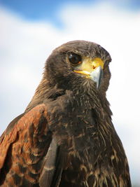 Close-up of harris hawk against sky
