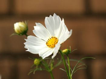 Close-up of white flower blooming outdoors