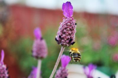 Close-up of honey bee on pink flower