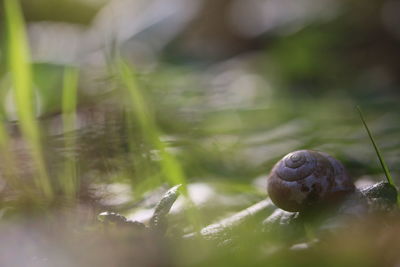 Close-up of snail on land