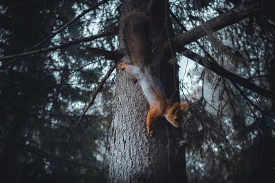 Low angle view of squirrel on tree trunk