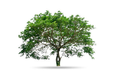 Tree against white background