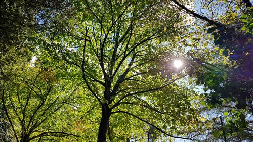 Low angle view of trees against sky