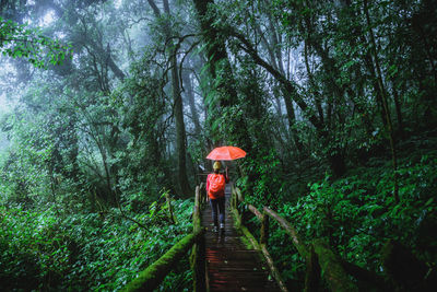 Rear view of woman hiking in forest