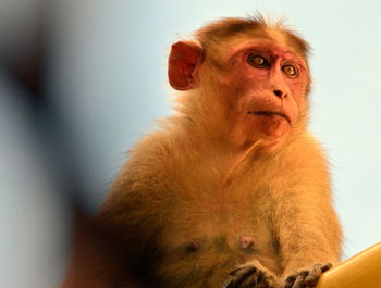 Portrait of cute baby looking away