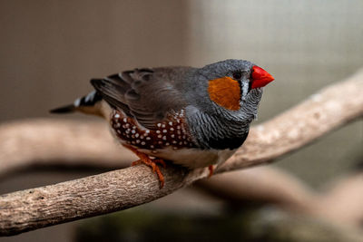 Close-up of bird perching on branch