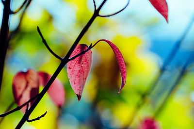 Close-up of flower against blurred background