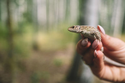 Close-up of lizard