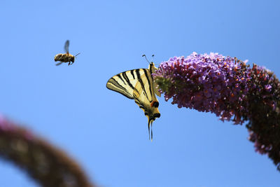 Low angle view of butterfly on purple lantana camara against bee flying in mid-air