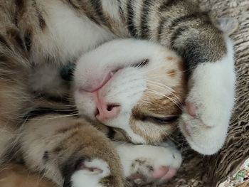 Close-up of cat sleeping