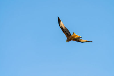 Low angle view of bird flying against clear blue sky