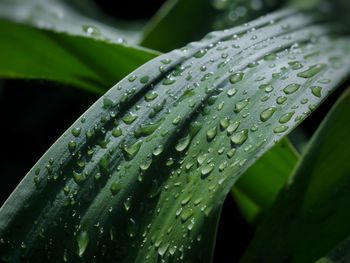 Close-up of raindrops on leaf