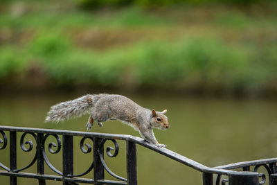 Side view of squirrel on railing