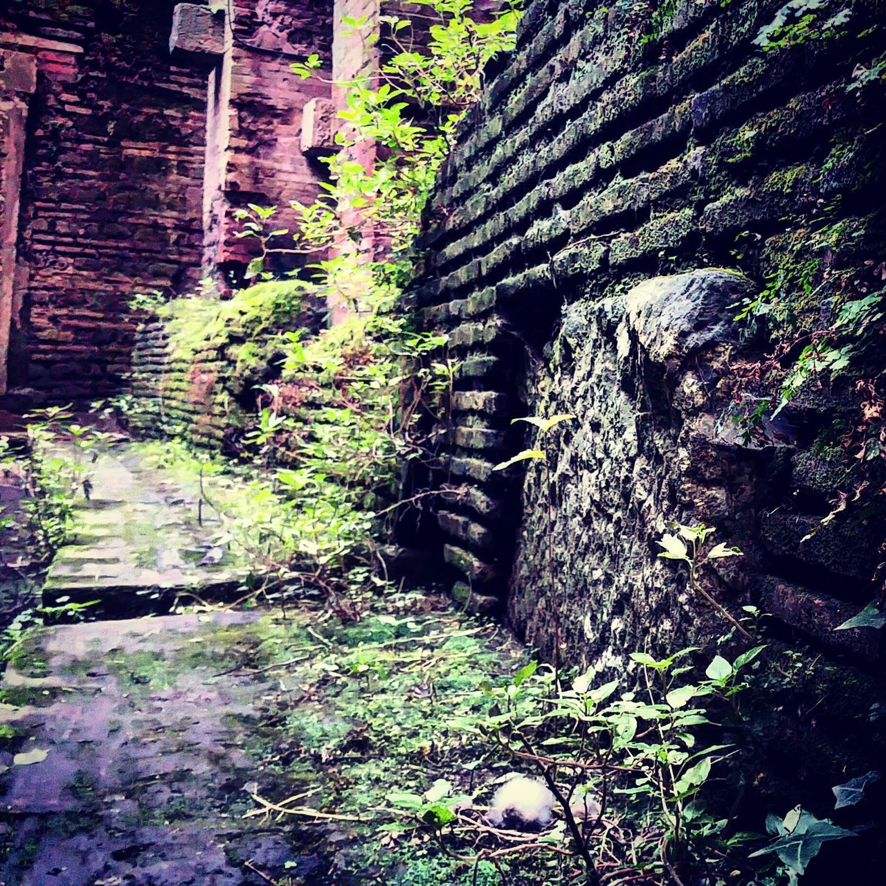 PLANTS GROWING ON OLD WALL IN BUILDING