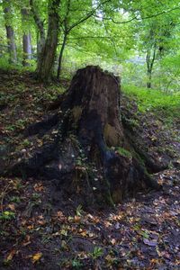 Trees growing in forest