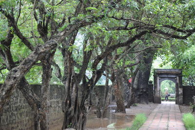 Trees in the forest