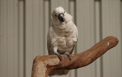 Cockatoo nature beauty