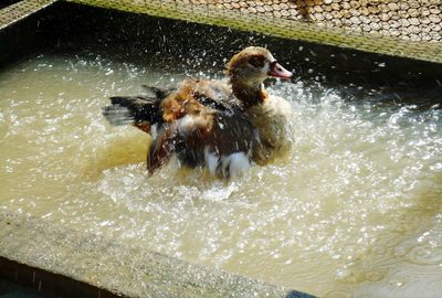 High angle view of bird in water