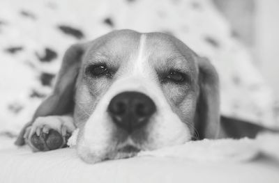 Close-up portrait of a dog