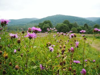 Close-up of pink flowering plants on field