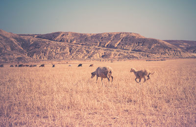 Sheep on field against clear sky