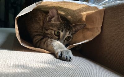 Cat lying on bed at home