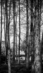 Bare trees in forest