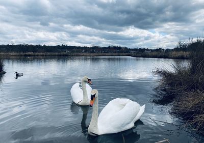 Swans swimming in lake against sky