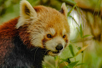 Close-up portrait of a panda