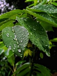 Close-up of raindrops on leaf