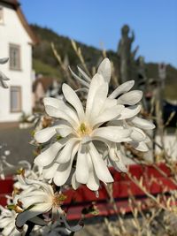 Close-up of white flowering plant