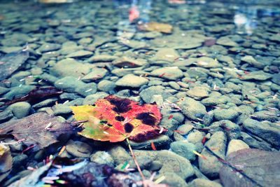 Close-up of maple leaf in water