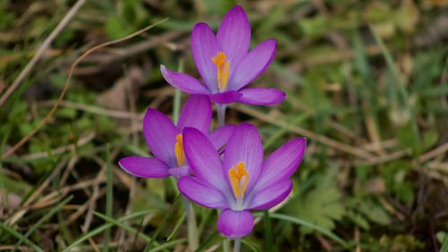 Close-up of purple crocus flowers growing on field