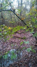 Trees in a forest