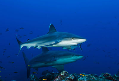 Close-up of fish swimming in sea