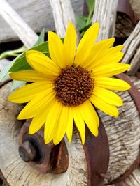 Close-up of sunflower