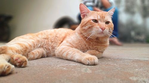 Portrait of a cat lying down