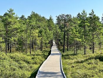 Rear view of man walking on footpath amidst trees against sky