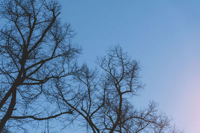 Low angle view of bare tree against clear blue sky