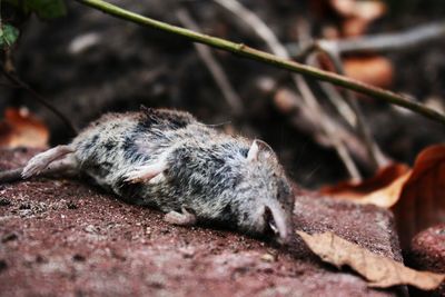 Close-up of dead mouse on rock