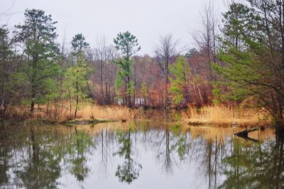 Scenic view of lake in forest against sky