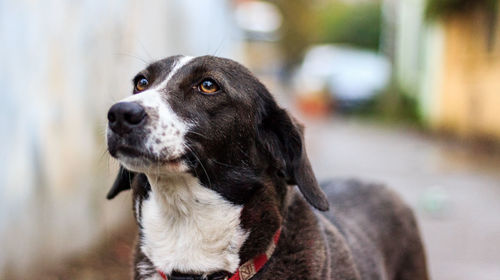 Close-up portrait of dog