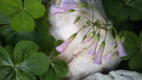 Close-up of pink flowers