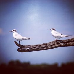 Low angle view of birds perching against clear sky