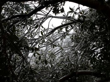 Low angle view of bare trees