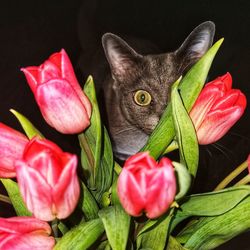 Close-up of pink tulips